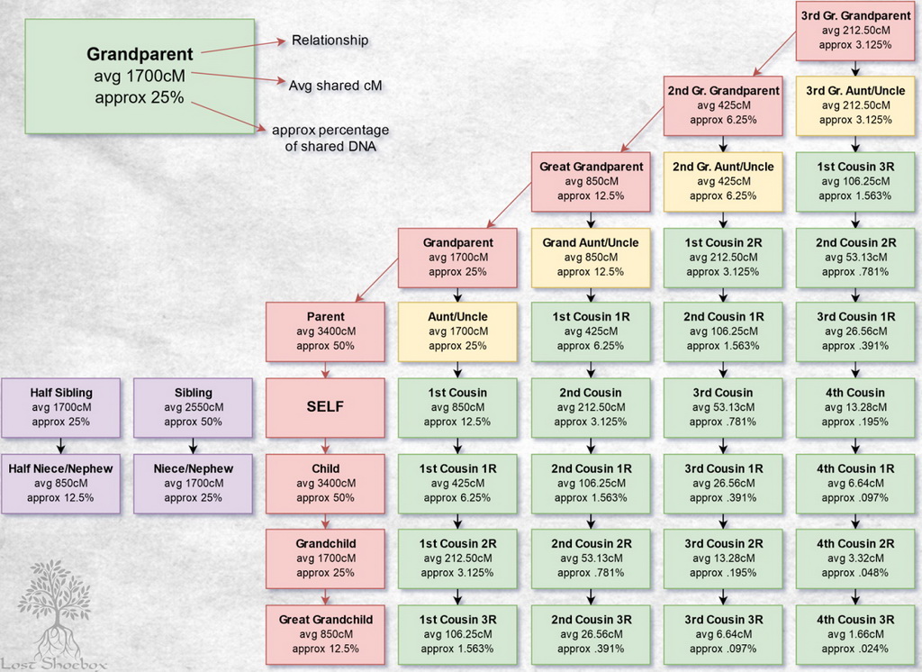 Dna Relationship Chart